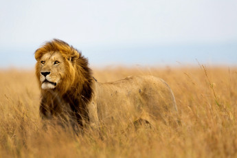 Картинка животные львы поле лев