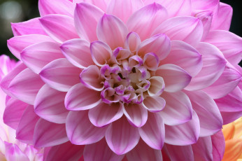 Картинка цветы георгины георгин лепестки цветение розовый