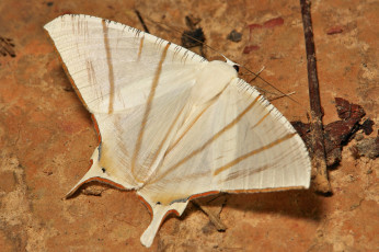 Картинка животные бабочки itchydogimages макро крылья бежевый ночной мотылёк