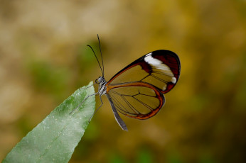 Картинка животные бабочки усики крылья макро бабочка хоботок