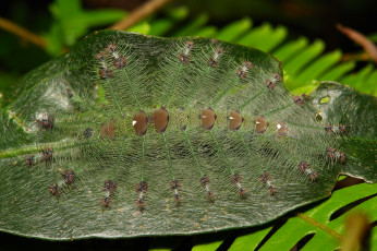 Картинка животные гусеницы мохнатая лист гусеница макро необычная itchydogimages