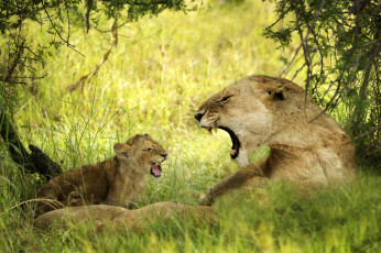 Картинка животные львы детеныш трава деревья