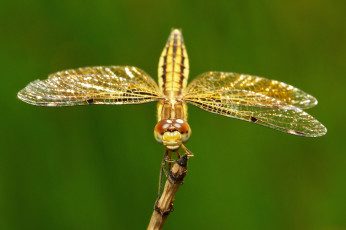 Картинка животные стрекозы глаза травинка макро крылья насекомое itchydogimages стрекоза