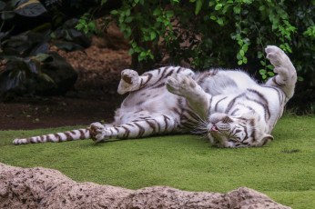Картинка животные тигры отдых кошка амурский тигр