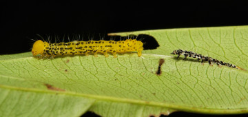 Картинка животные гусеницы макро itchydogimages гусеница зелёная лист