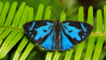 Картинка животные бабочки макро лист усики крылья itchydogimages бабочка чёрно-синяя