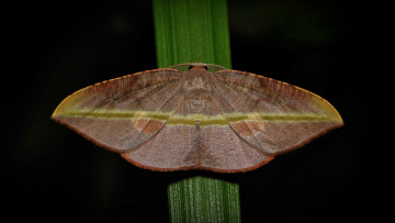 Картинка животные бабочки травинка усики крылья насекомое мотылёк itchydogimages макро