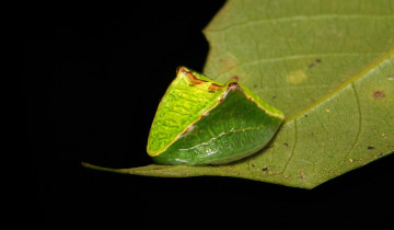Картинка животные насекомые жучёк itchydogimages необычный зелёный макро