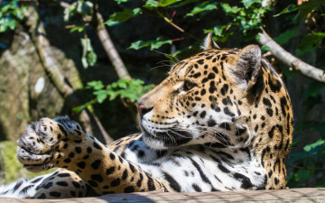 Картинка животные Ягуары взгляд морда бревно солнце кошка ягуар