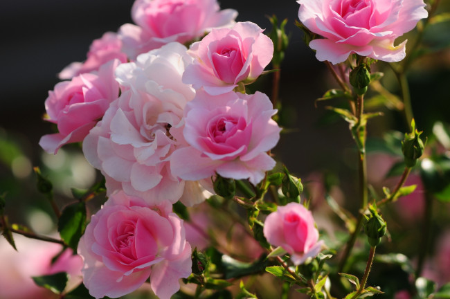 Обои картинки фото цветы, розы, лепестки, листья, розовая, роза, цветение