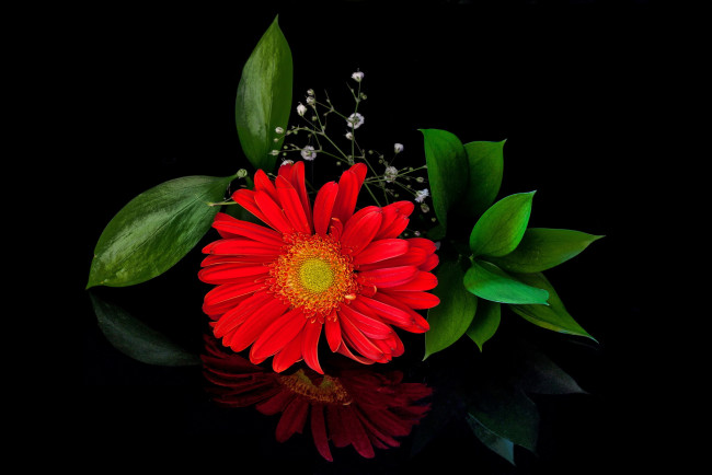 Обои картинки фото цветы, герберы, цветок, красная, гербера, листики, цветение, лепестки