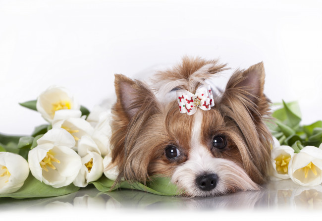 Обои картинки фото животные, собаки, тюльпаны, цветы, шерсть, собака, пудель