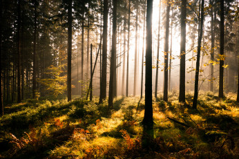 Картинка природа лес солнечно