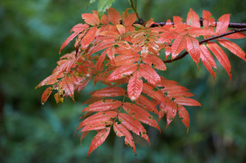 Картинка природа листья мокрые осень