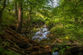 Картинка природа радуга река лес