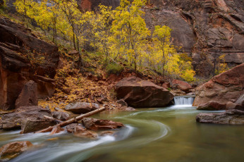 Картинка природа реки озера zion national park юта сша скалы каньон деревья река ручей камни