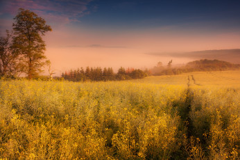 Картинка природа восходы закаты утро рассвет туман