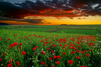 Картинка природа поля тучи небо закат горизонт цветы маки поле