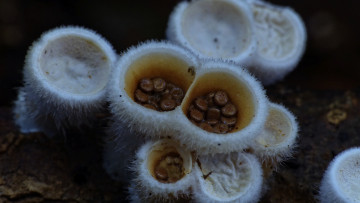Картинка природа грибы макро белые