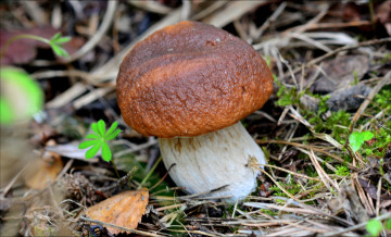 Картинка природа грибы лес гриб