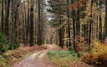 Картинка природа дороги лес колея