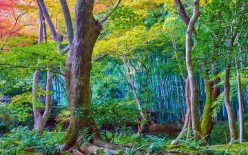 Картинка природа лес деревья парк осень