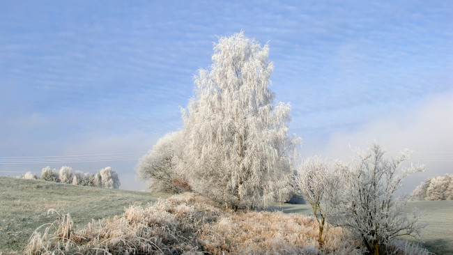 Обои картинки фото природа, зима, дерево, поле, трава, утро, иней