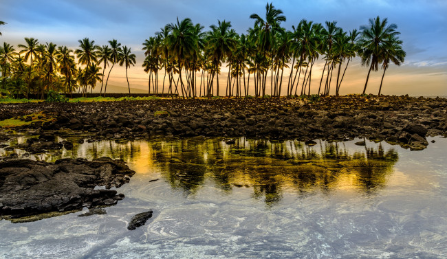 Обои картинки фото природа, тропики, пляж, пальмы