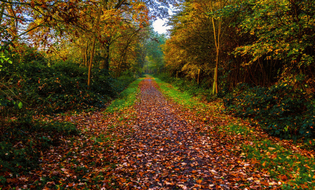 Обои картинки фото природа, дороги, осень, аллея, листва
