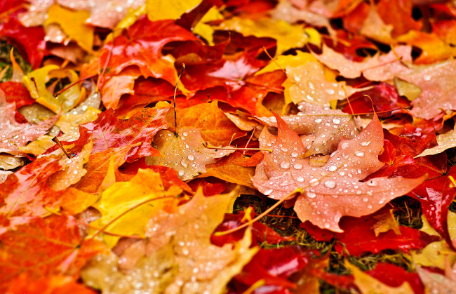Обои картинки фото природа, листья, желтые, оранжевые, осень, капли, капельки, макро