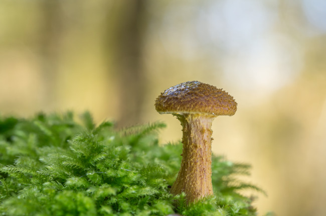 Обои картинки фото природа, грибы, опенок
