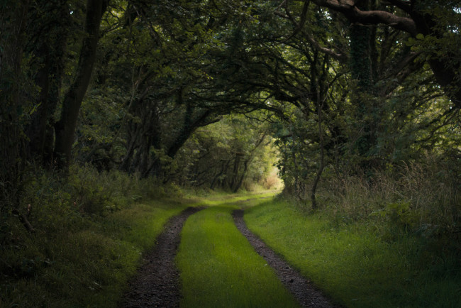 Обои картинки фото природа, дороги, дорога, лес, трава
