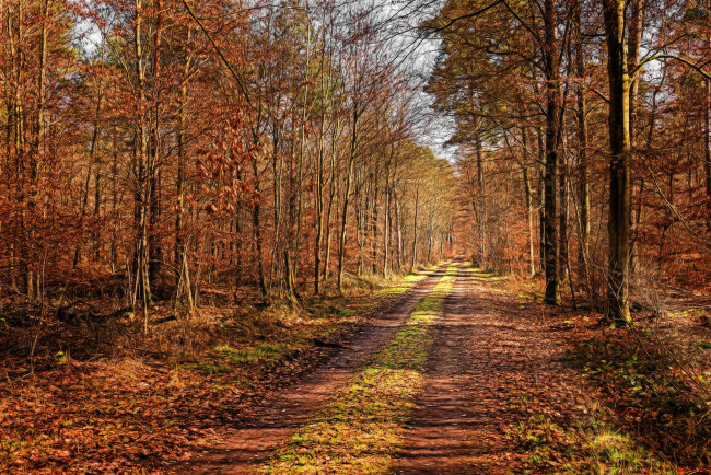 Обои картинки фото природа, дороги, осень, лес, тракт
