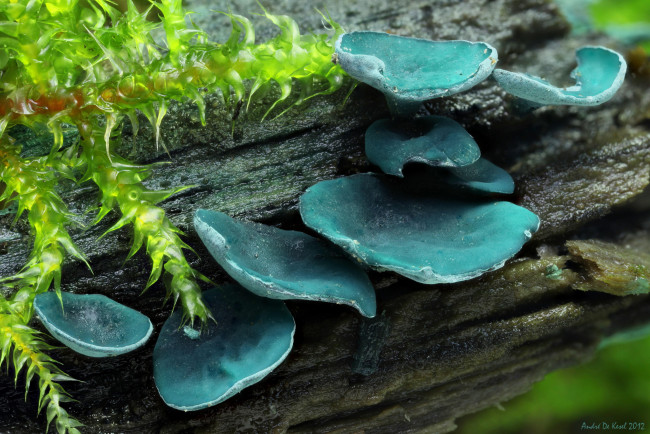 Обои картинки фото природа, грибы, пень, макро, синие, мох