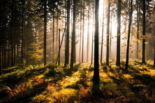 Обои картинки фото природа, лес, солнечно
