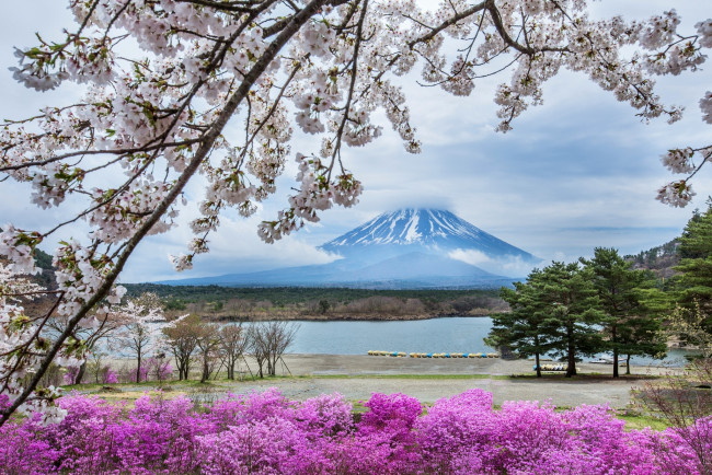 Обои картинки фото природа, пейзажи, фудзияма, гора, весна, цветы, Япония, сакура