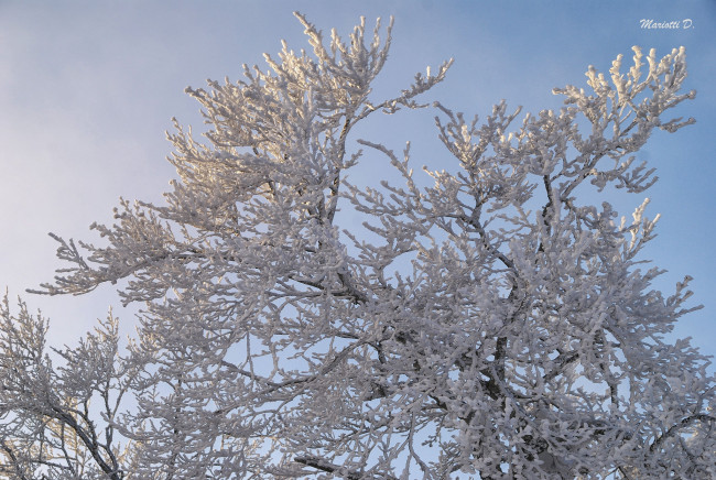Обои картинки фото природа, зима, дерево, снег