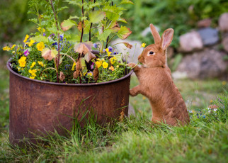 Картинка животные кролики +зайцы цветы кролик трава рыжий