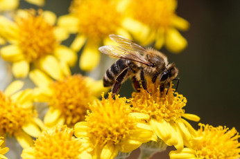 Картинка животные пчелы +осы +шмели насекомое пчела цветы