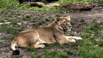 Картинка животные львы бревно львица трава