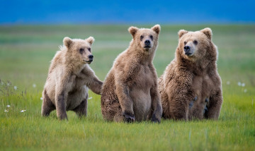 Картинка животные медведи трава трио