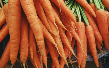 Картинка еда морковь оранжевые урожай