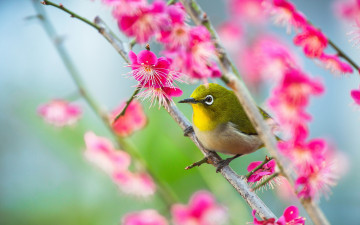 Картинка животные белоглазки сакура белоглазка птица ветка весна цветение