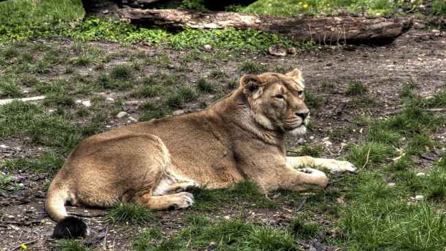 Обои картинки фото животные, львы, бревно, львица, трава