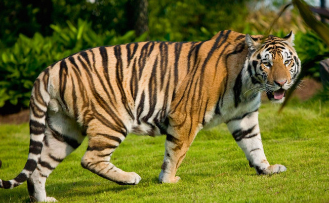 Обои картинки фото животные, тигры, зверь, рыжий, тигр, лужайка, хищник