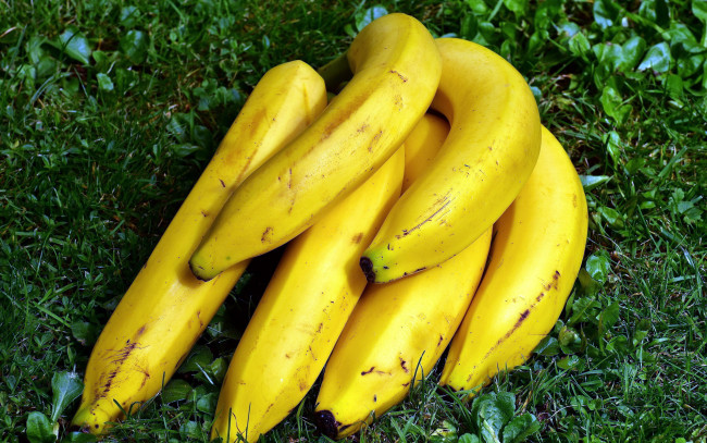 Обои картинки фото еда, бананы, гроздь, зрелые, трава