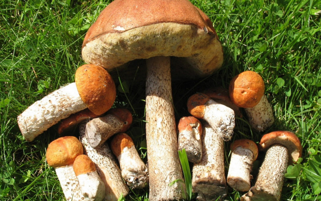 Обои картинки фото еда, грибы,  грибные блюда, подосиновики