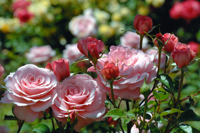 Обои картинки фото цветы, розы, бутоны, куст, розовые