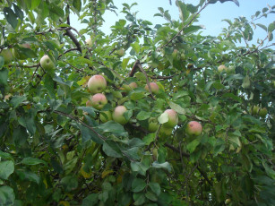 обоя Яблочки, природа, плоды, фрукты, яблоки