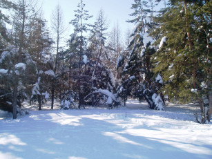 Картинка зимний+лес природа зима лес зимой деревья природа+зимой снег парк+зимой парк зимний+парк